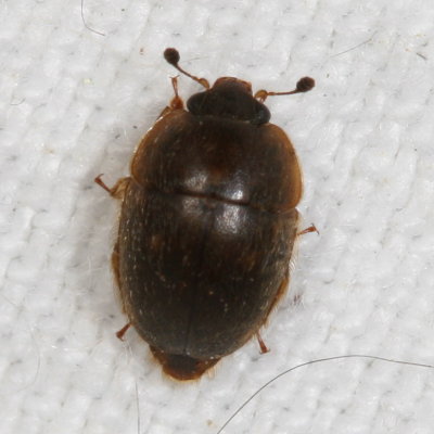 Amphicrossus ciliatus