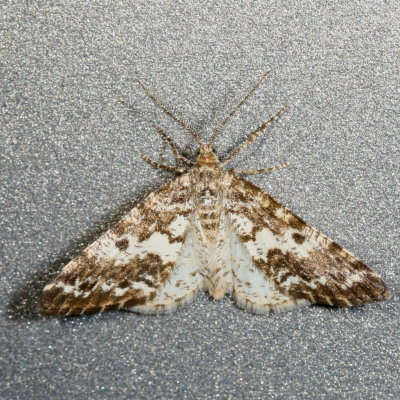 Hodges#6639 * Sharp-lined Powder Moth * Eufidonia discospilata