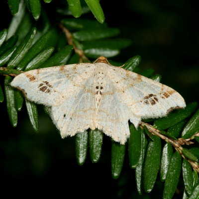 Hodges#6326 * Common Angle * Macaria aemulataria