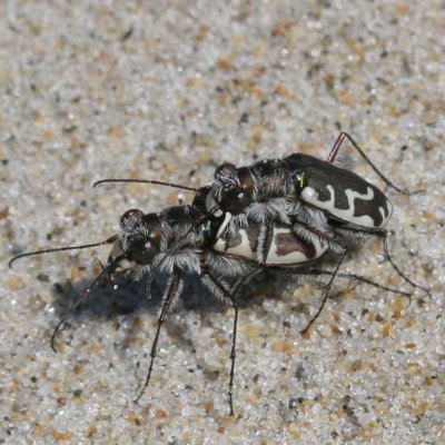 Hairy-necked Tiger Beetle 