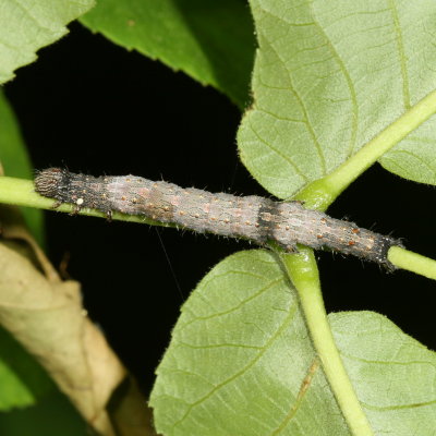 Oldwife Underwing