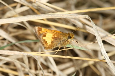 Hobomok Skipper