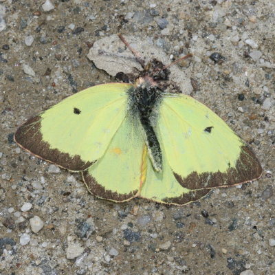 Clouded Sulphur ♂