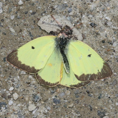 Clouded Sulphur