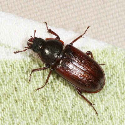 Platycerus virescens - Oak Stag Beetle ♀