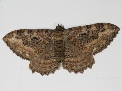 Hodges#7290 * Barberry Geometer * Rheumaptera meadii