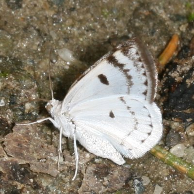Hodges#6666 * Bluish Spring Moth * Lomographa semiclarata