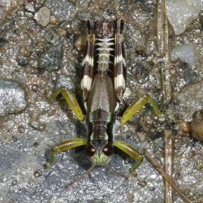Green-legged Grasshopper