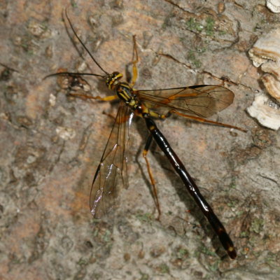 Megarhyssa atrata ♂