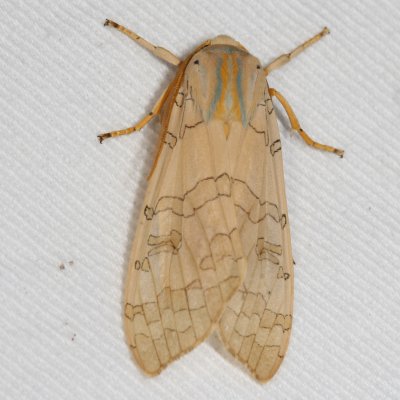 Hodges#8203 * Banded Tussock Moth * Halysidota tessellaris
