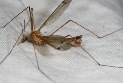 subgenus Lunatipula