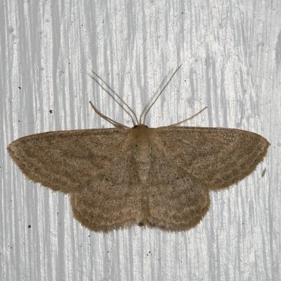 Hodges#7169 * Soft-lined Wave * Scopula inductata 