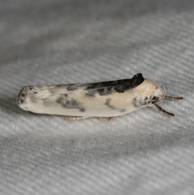 Hodges#1011 * Schlaeger's Fruitworm Moth * Antaeotricha schlaegeri