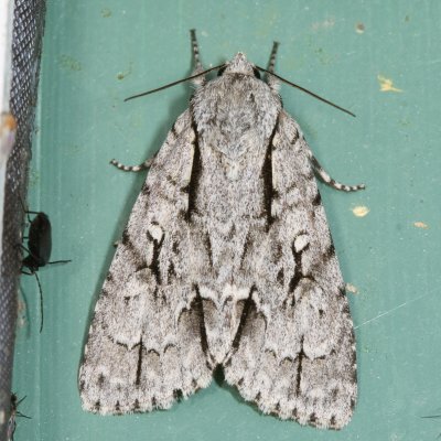 Hodges#9229 * Speared Dagger Moth * Acronicta hasta