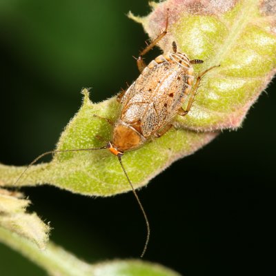 Ectobius lapponicus ♀