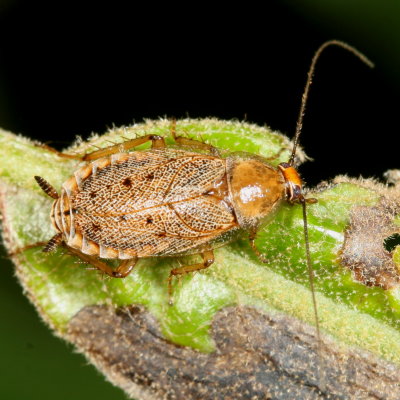 Ectobius lapponicus ♀