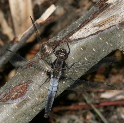 Chalk-fronted Corporal old ♀