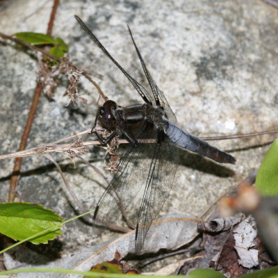 Chalk-fronted Corporal old ♀