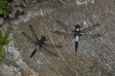 Chalk-fronted Corporal ♂ & old ♀