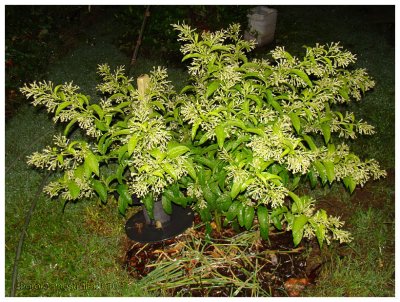 cestrum nocturnum - dame de nuit