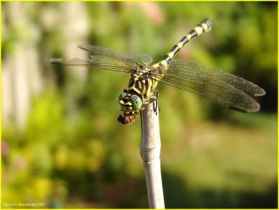 Ictinogomphus australis femelle - libellule