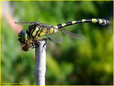 Ictinogomphus australis - libellule