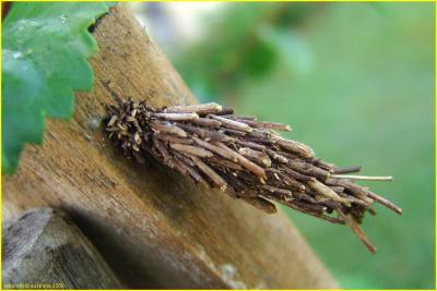 chenille masque - bagworm Insects