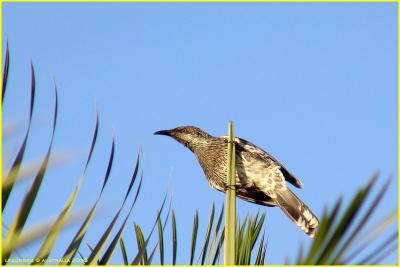 Mliphage - honeyeater Little Wattlebird