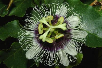 fleur de la passion - Passiflora caerulea