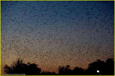 chauve-souris - bats