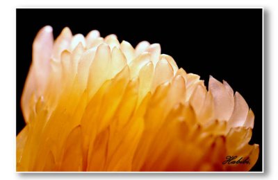 Pomelo pulp