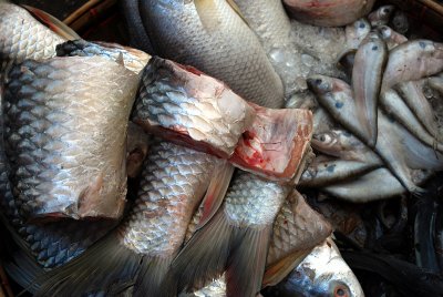 Fish, Myanmar