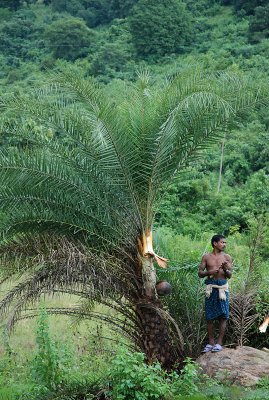 Palm juice