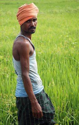 Harvesting paddy