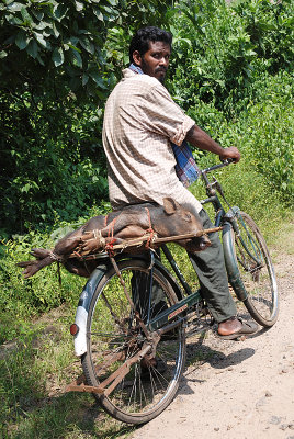 Bicycle and pig