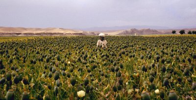 Harvesting of poppy 1