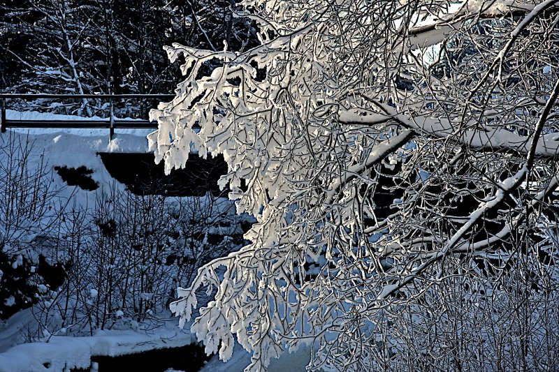 Sun on a snowy branch