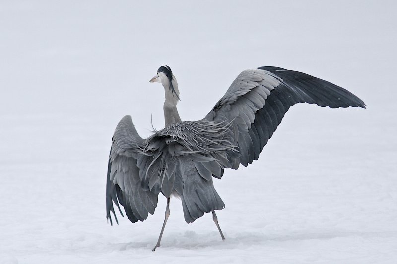 Grey Heron/Grhger