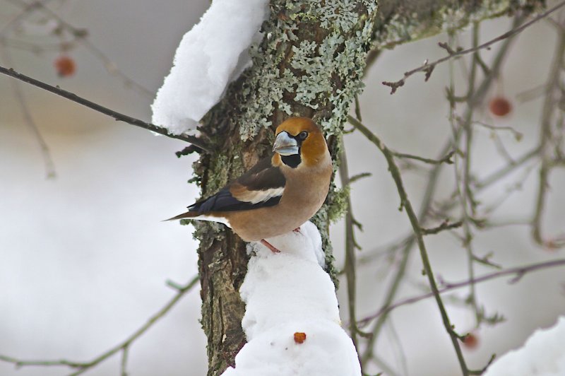 Hawfinch/Stenknck