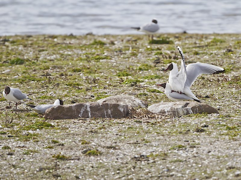 Black-headed Gull/Skrattms