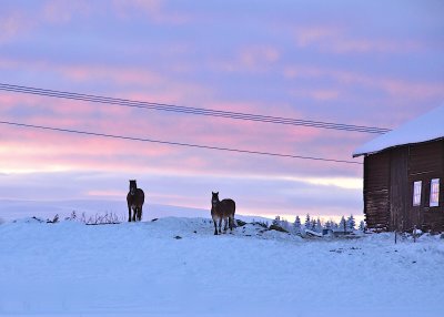 Horses in -22 degree sundown