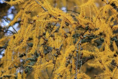 Larch tree in autumn colors