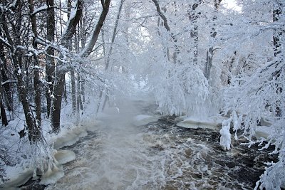 Formation of ice on trees V
