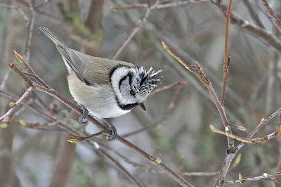 Crested Tit/Tofsmes