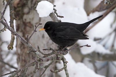 Common blackbird/Koltrast hane