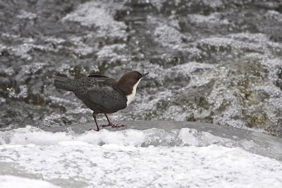 White-throated dipper/Strömstare