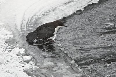 White-throated dipper/Strmstare