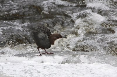 White-throated dipper/Strmstare