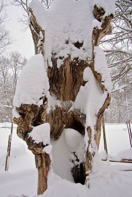 The old oak tree