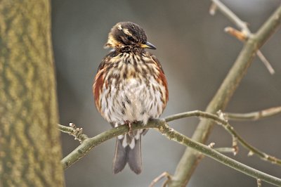 Redwing fighting to survive this winter